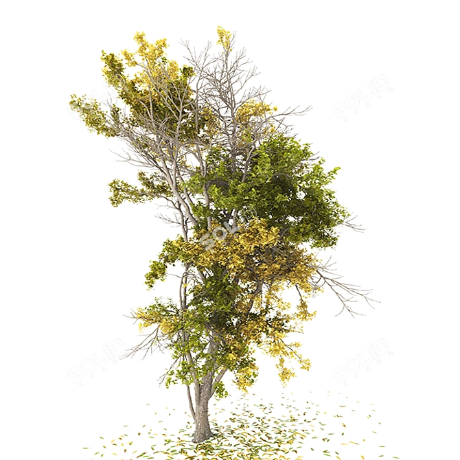 Autumn Tree | High Poly | CGVertex 3D model image 2