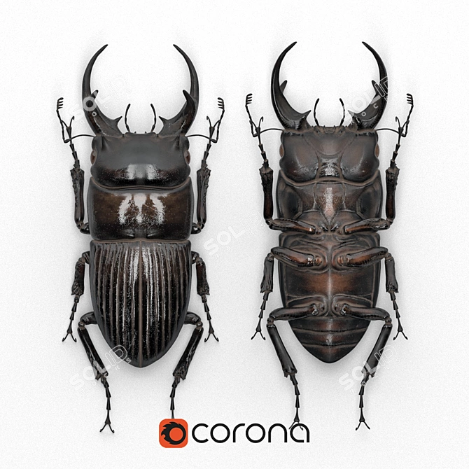 Beetle in Frame: Dorcus Intermedius 3D model image 1