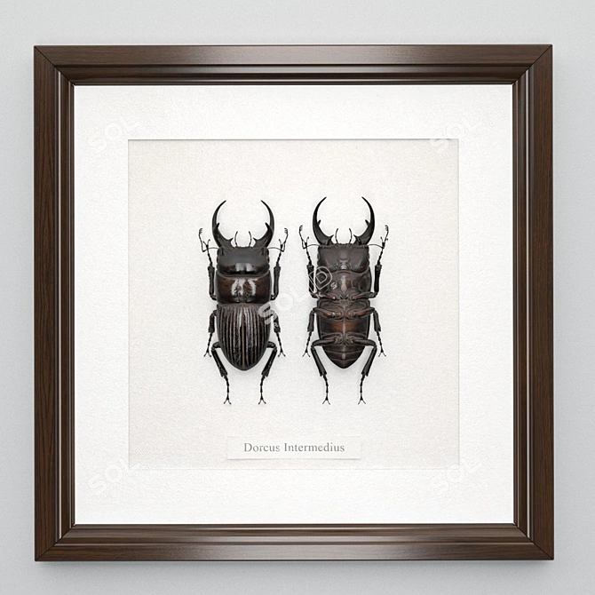 Beetle in Frame: Dorcus Intermedius 3D model image 2