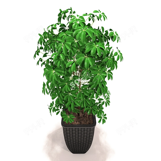 Tropical Schefflera: Vibrantly Patterned Decorative Plant 3D model image 2