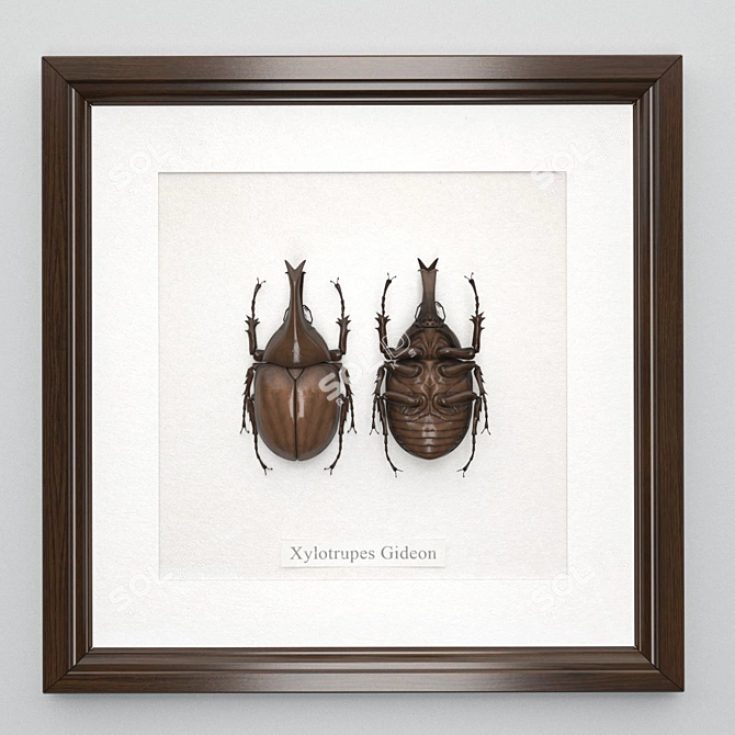 Gideon Beetle in Wooden Frame 3D model image 2