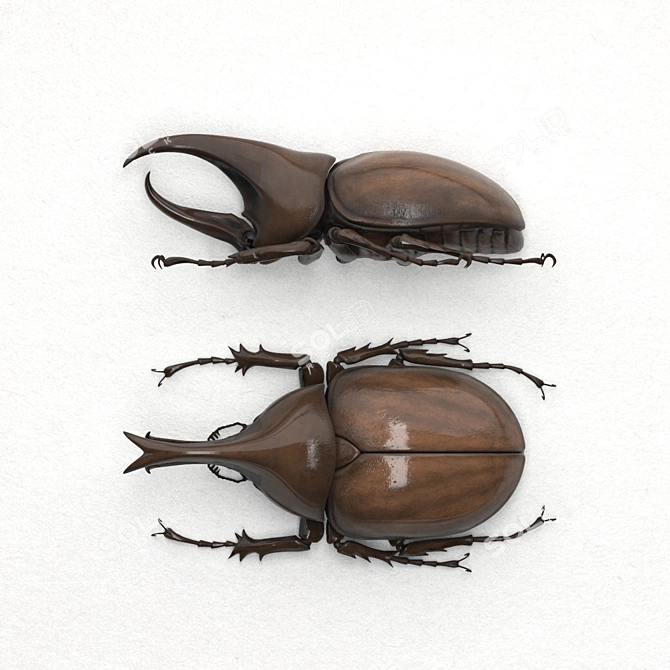 Gideon Beetle in Wooden Frame 3D model image 3