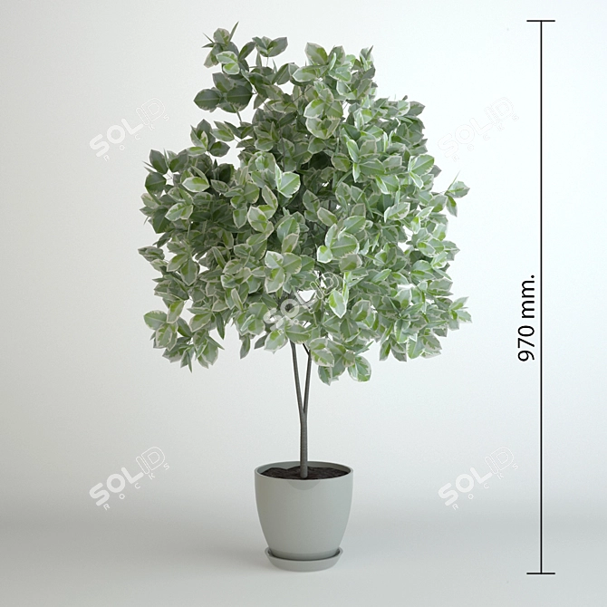 Elegant Benjamin Ficus Tree 3D model image 1