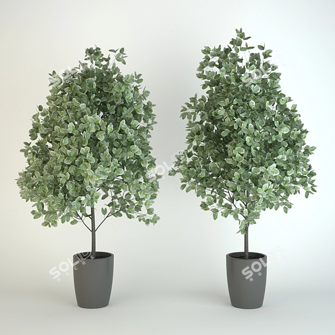 Benjamin 1600mm - Versatile and Tall Fikus 3D model image 1