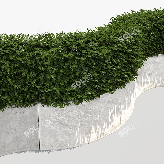 White Concrete Planter with Lush Hedge 3D model image 3