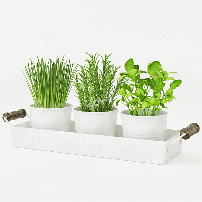 Freshly Potted Herbs: Rosemary, Mint, Green Onion 3D model image 1