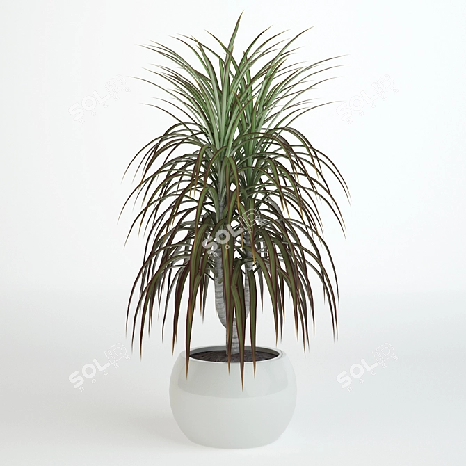 Tall Dracaena Plant 580mm 3D model image 1