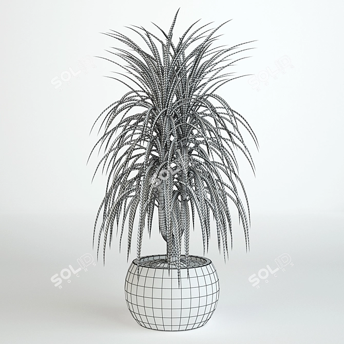 Tall Dracaena Plant 580mm 3D model image 2