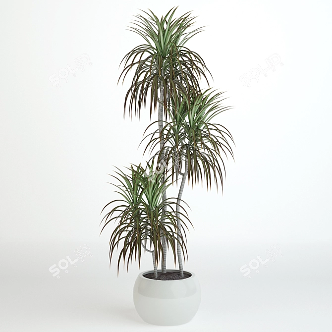 Tall Dracaena: 1060 mm 3D model image 1