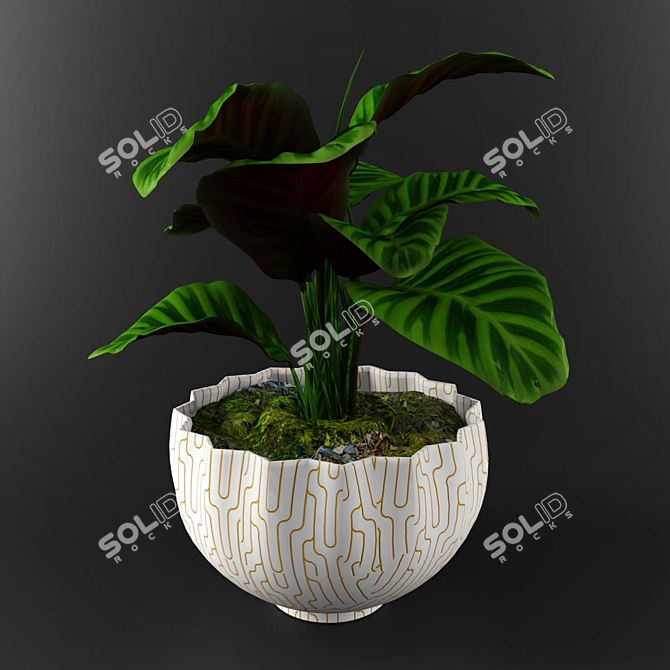 Stunning Calathea Zebrina: Perfect for Any Decor 3D model image 2