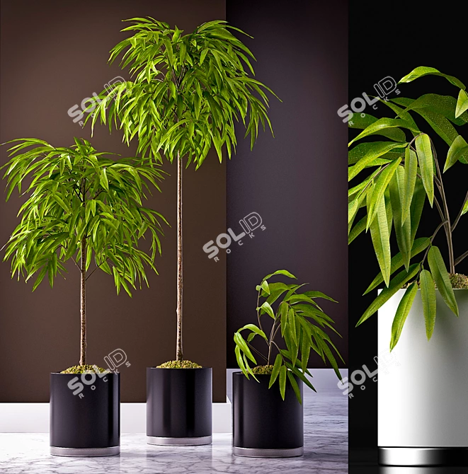 Tropical Foliage Ficus Alii 3D model image 1