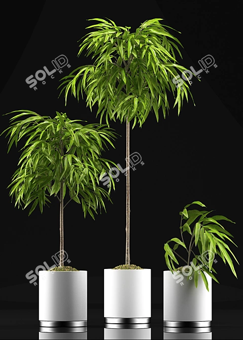 Tropical Foliage Ficus Alii 3D model image 2