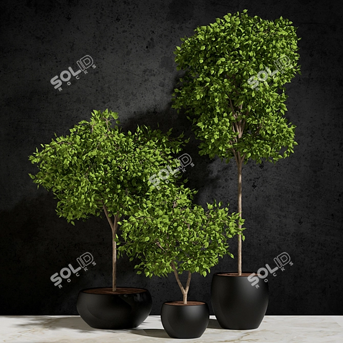 Natural Foliage: Ficus Benjamin 3D model image 1