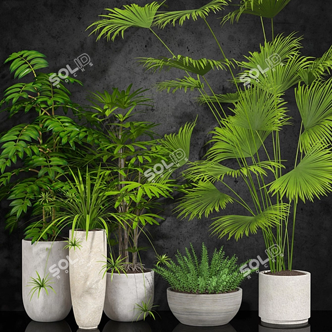 Indoor Plants Collection 3D model image 1