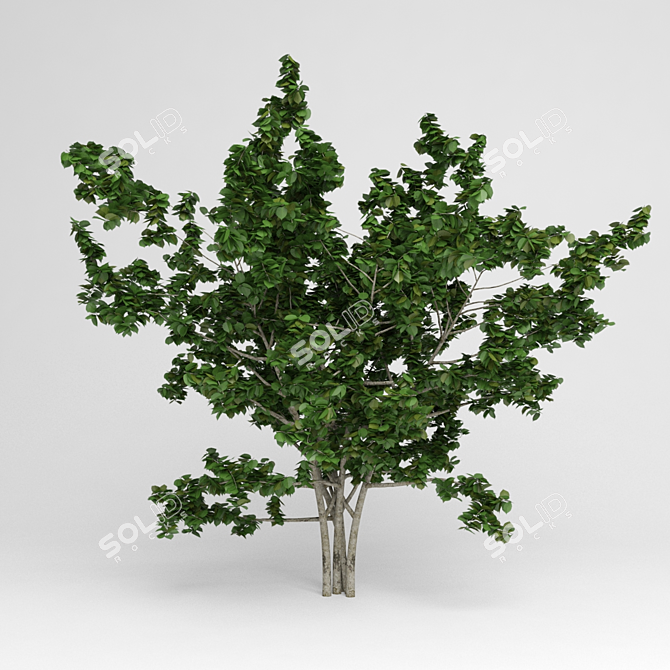 Naturalistic Garden Tree 3D model image 1
