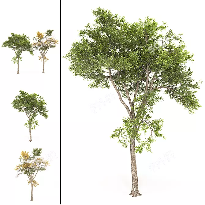 Autumnal Tree 3D Model | High Poly 3D model image 1