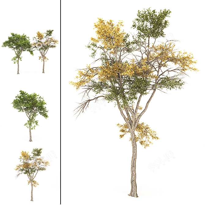 Autumnal Tree 3D Model | High Poly 3D model image 2