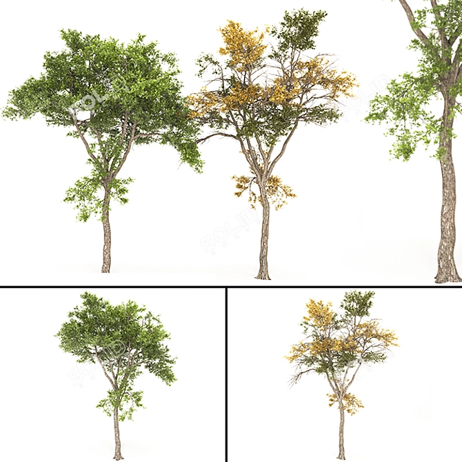 Autumnal Tree 3D Model | High Poly 3D model image 3