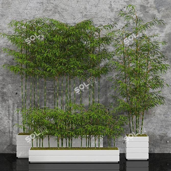 Minimalist Potted Bamboo Plant 3D model image 1