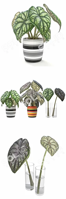 Alokaziya - Two Potted Plants with Vases 3D model image 2