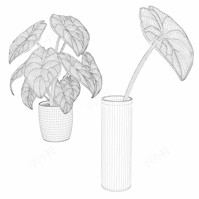 Alokaziya - Two Potted Plants with Vases 3D model image 3