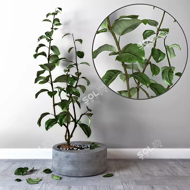 Concrete Tub Lemon Tree 3D model image 1