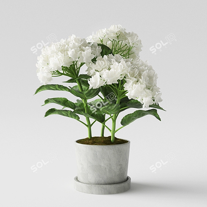 Hydrangea Delight in a Pot 3D model image 1