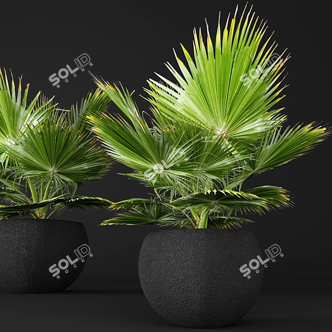 Delicious Edulis Palm 3D model image 1