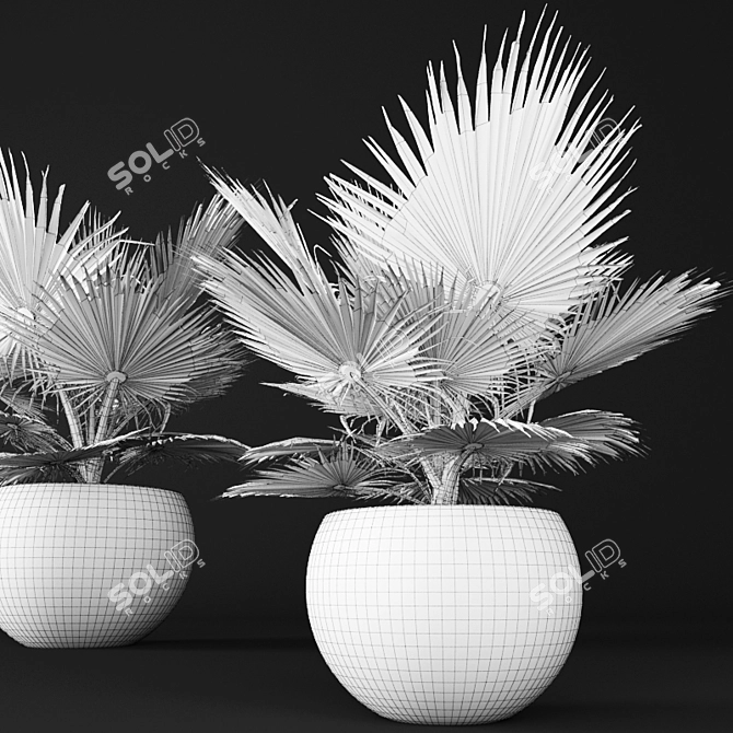 Delicious Edulis Palm 3D model image 3