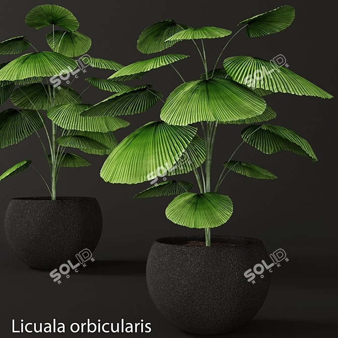 Rare Licuala Orbicularis: Beautify Your Space 3D model image 1