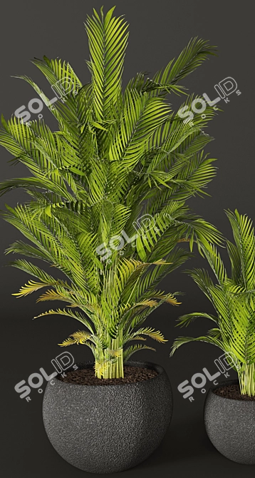 Tropical Beauty: Areca Palm 3D model image 2