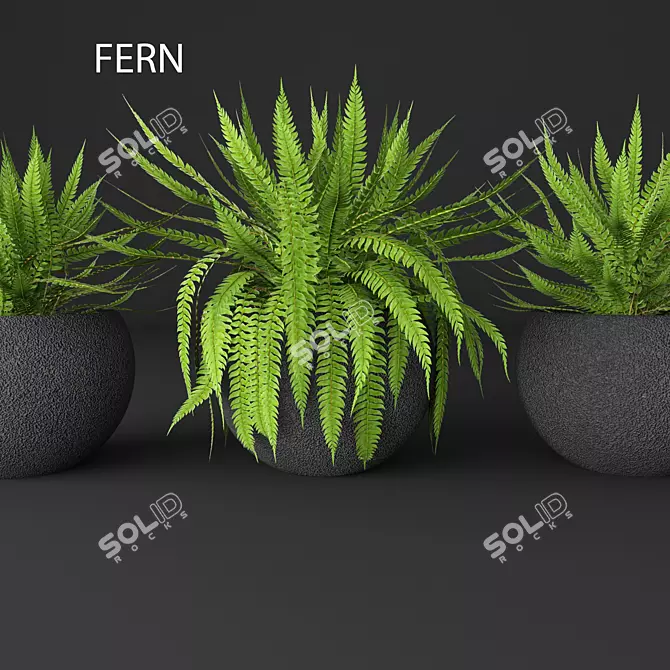 Elegant Fern Duo 3D model image 1