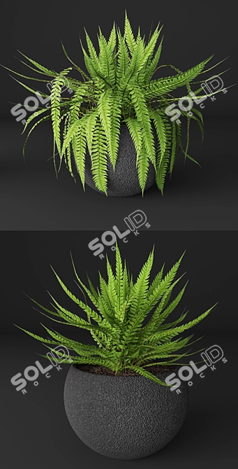 Elegant Fern Duo 3D model image 2