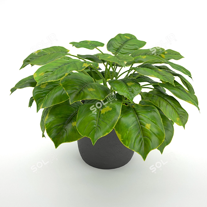 Lush Green Philodendron: A Stunning Evergreen Houseplant 3D model image 2