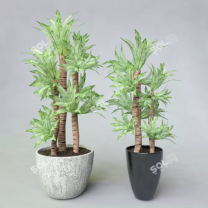 Dracaena Potted Plant 3D model image 1