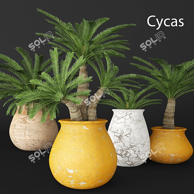 Elegant Cycas Plant Collection 3D model image 1