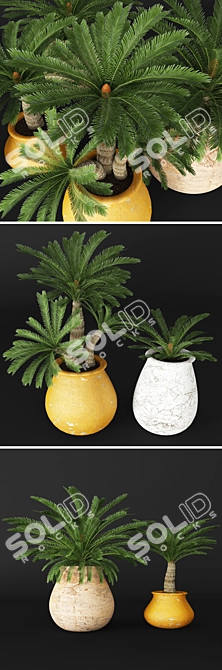 Elegant Cycas Plant Collection 3D model image 2