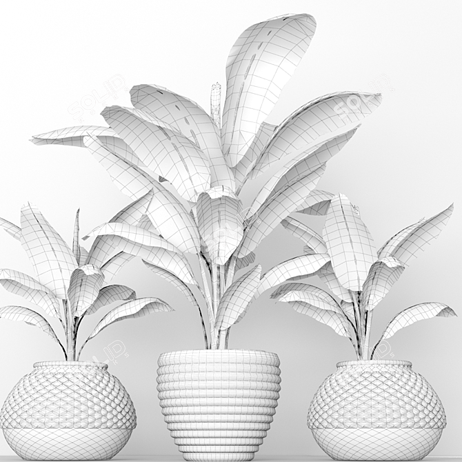 Tropical Banana Palm Trio 3D model image 3
