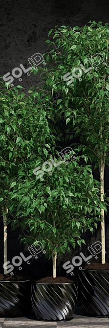 Lush Ficus Benjamin Plant: 2 Varieties 3D model image 2