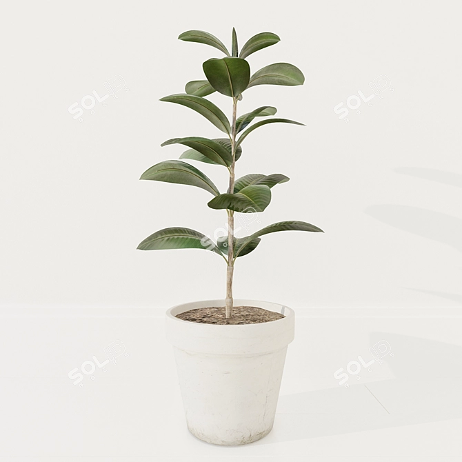 Concrete Pot Ficus 3D model image 1