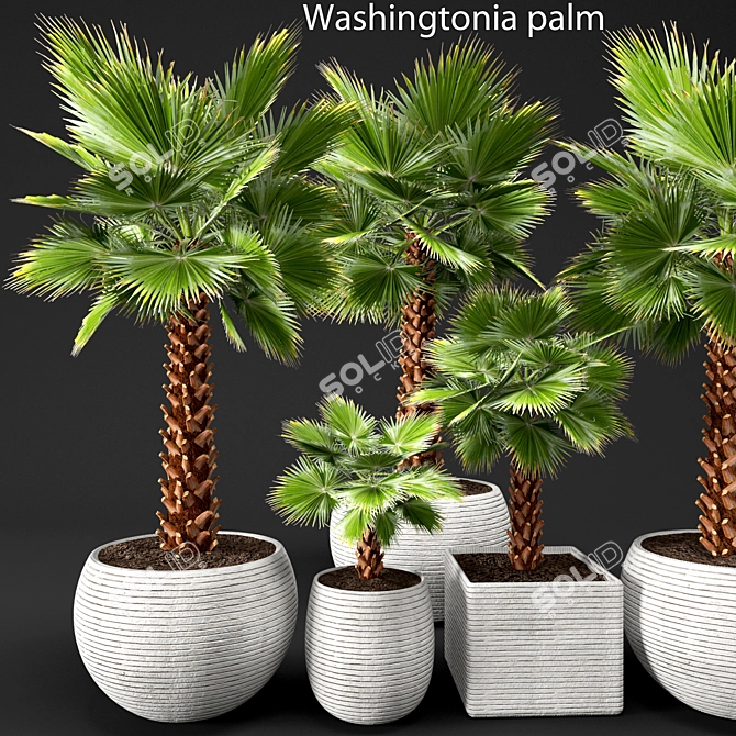 Washingtonia Palm Tree Set. 3D model image 1