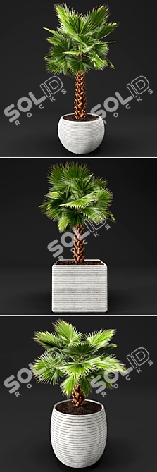 Washingtonia Palm Tree Set. 3D model image 2