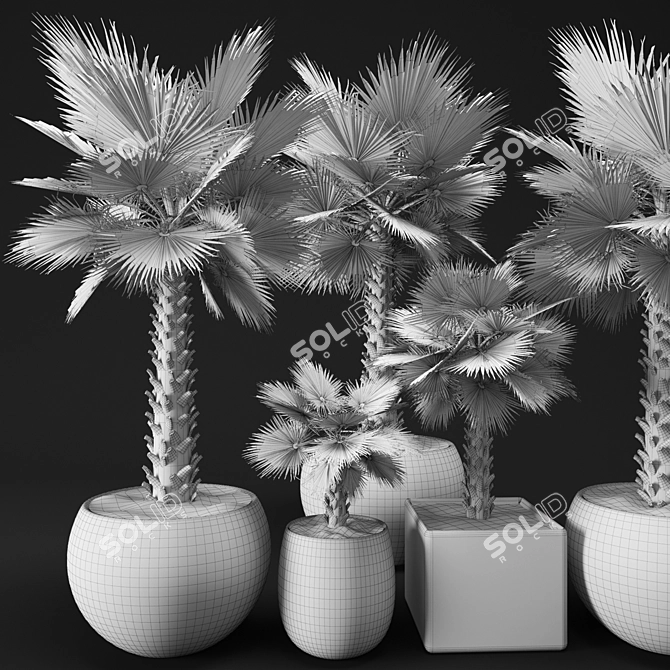 Washingtonia Palm Tree Set. 3D model image 3