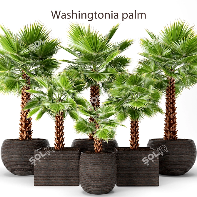 Washington Palm Tree Set 3D model image 1