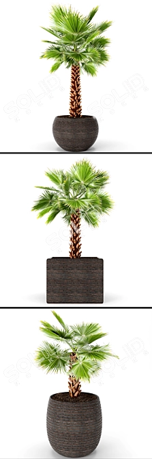 Washington Palm Tree Set 3D model image 2