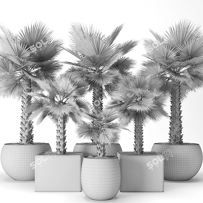 Washington Palm Tree Set 3D model image 3