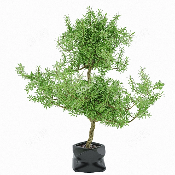 Lush Green Plant for Sale 3D model image 1