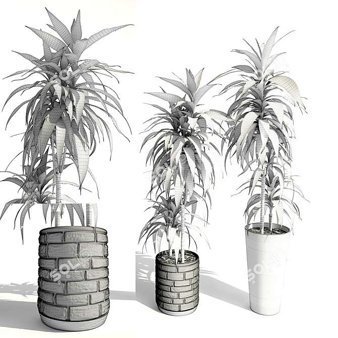 Exquisite Dracaena deremensis warnakii Plant 3D model image 2