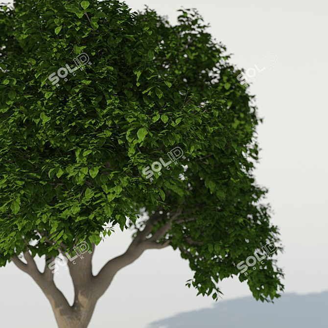 Exterior Tree: 3m Height, 2.8m Crown 3D model image 2