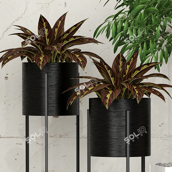 10 Indoor Plants Collection 3D model image 2